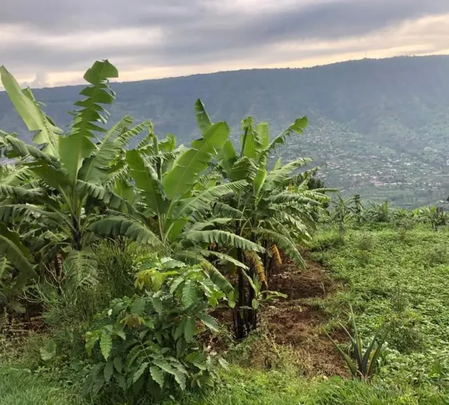 BookNoFees: Café – Café Alegre – Prague – Café Alegre, photo 3