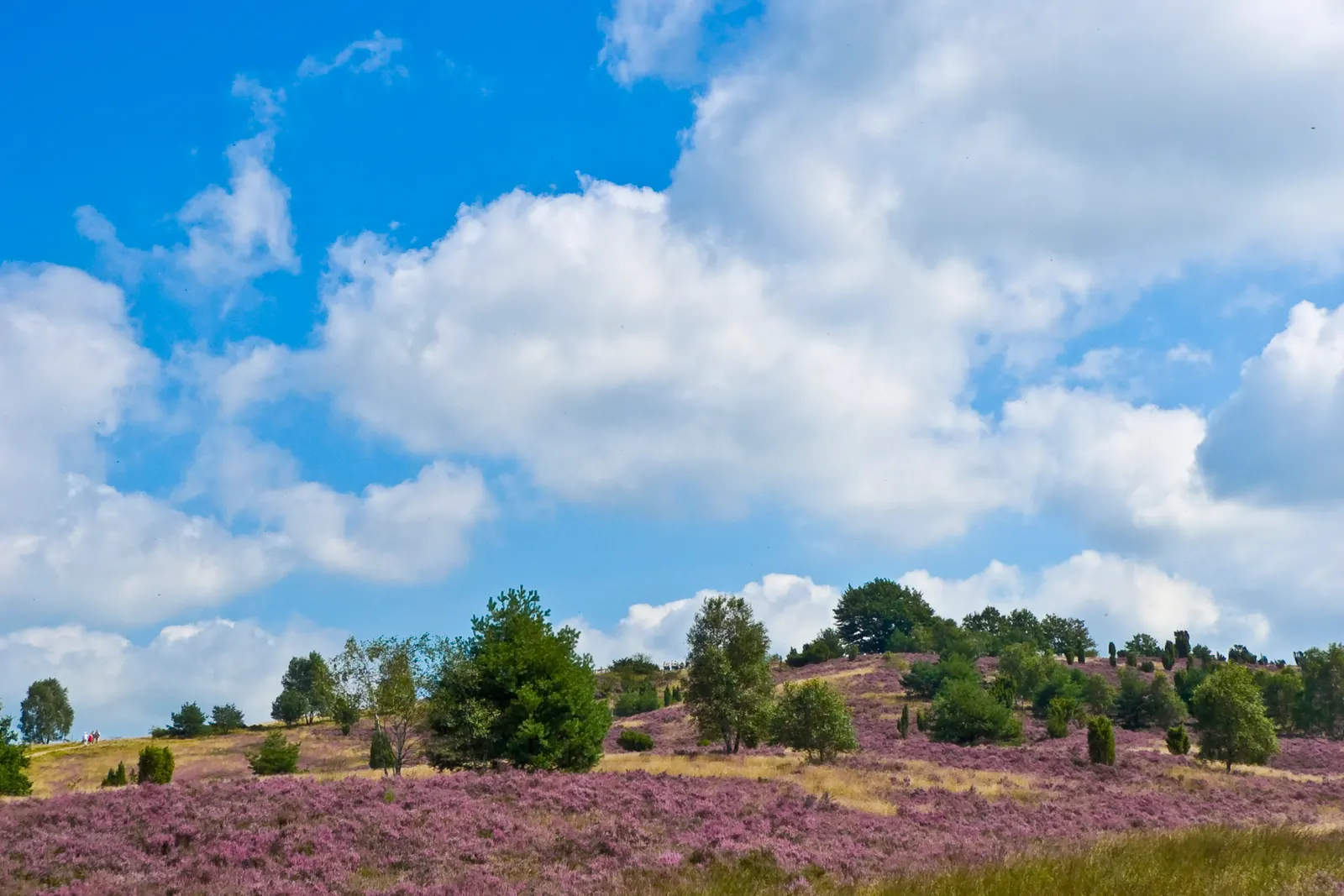 BookNoFees Lower Saxony guide, Germany: heathland sa Wilseder Berg sa Lüneburg Heath.