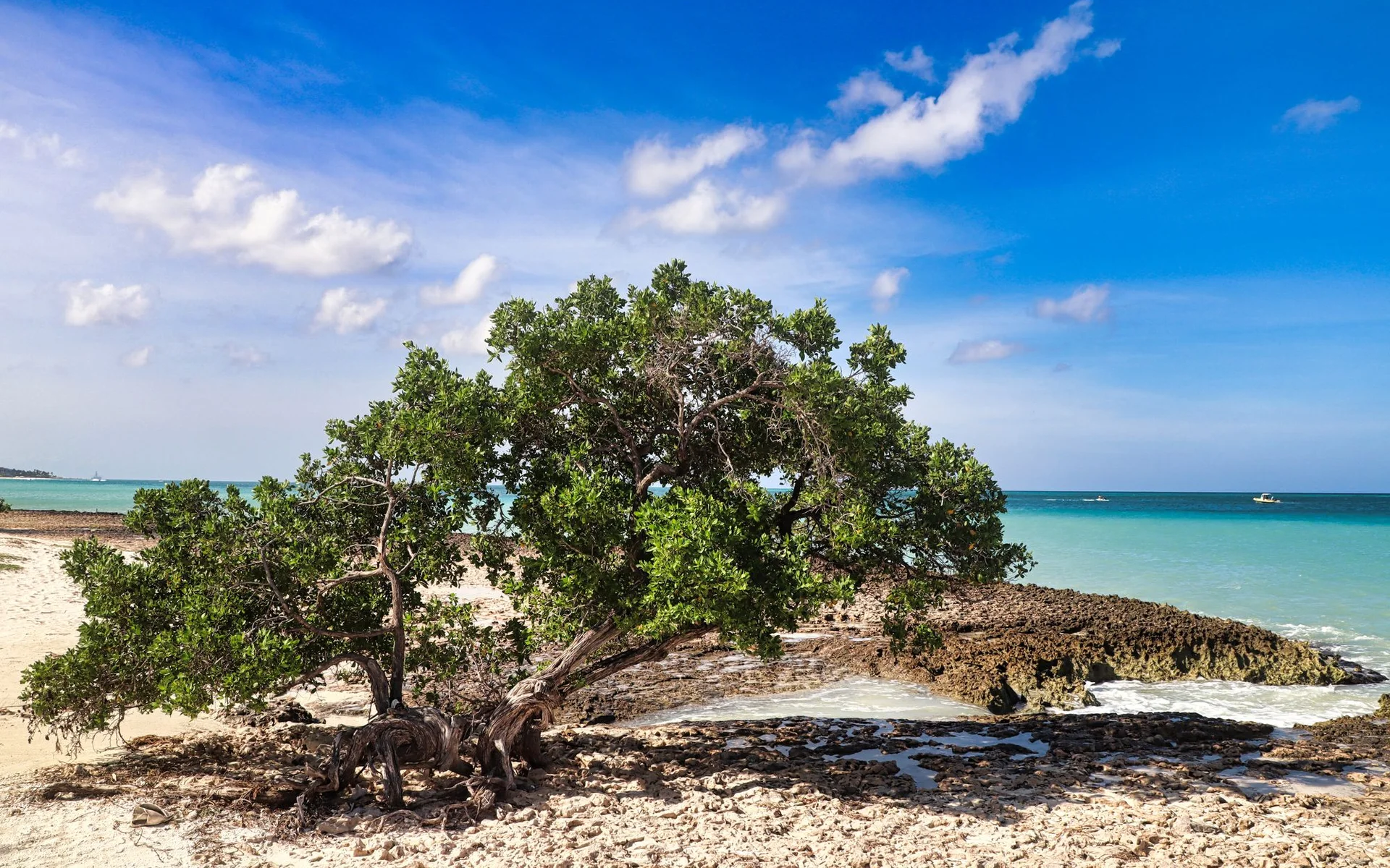 Puno ng Divi-Divi sa dalampasigan ng Oranjestad, Aruba