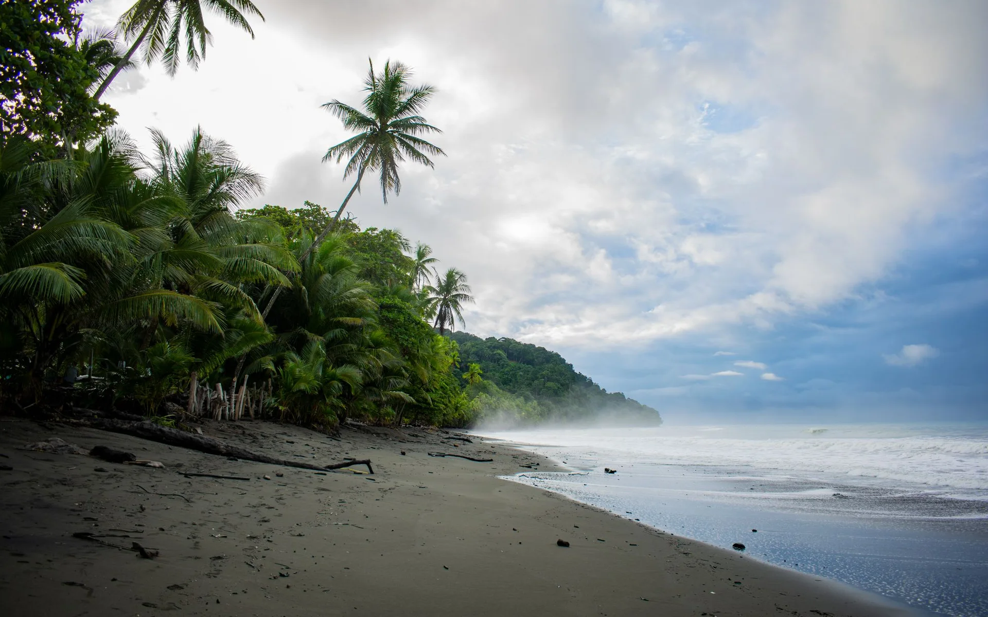 Mga punong palma sa Dalampasigan ng Pavones sa Costa Rica