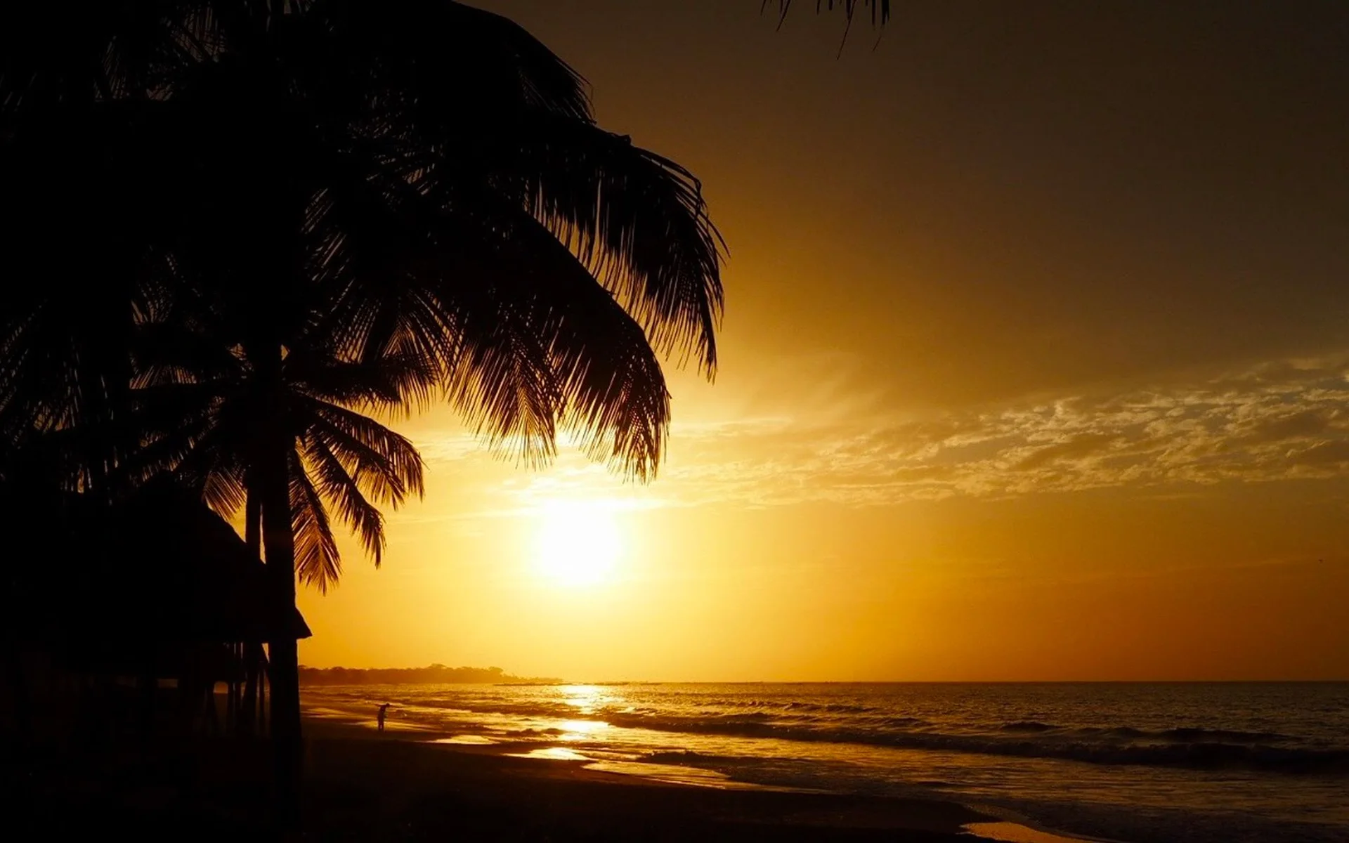 Palm trees on the beach in The Gambia at sunset
